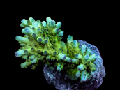 Acropora loripes M Green