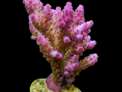 Acropora loripes S Pink