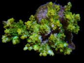Acropora microclados M Strawberry shortcake green yellow