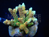 Acropora millepora S Rainbow