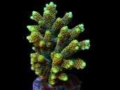 Acropora millepora S Orange / Gold / Green Base
