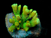Acropora millepora S Green Yellow