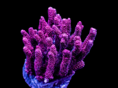 Acropora millepora S Pink with Green Tencles