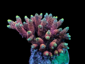 Acropora millepora S Purple / Pink