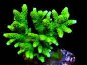 Acropora millepora M Green