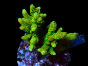 Acropora millepora M Forest fire green with orange tentacules