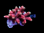 Acropora millepora M red