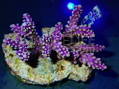 Acropora nana S Purple