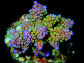 Acropora nasuta S Blue Green