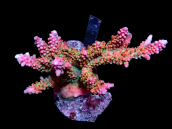 Acropora natalensis M red