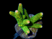 Acropora papillare M Green Tip Orange