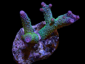 Acropora papillare M Purple