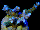 Acropora parilis S Blue
