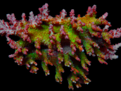 Acropora plana M red