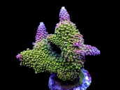 Acropora robusta S Green with Orange Tips