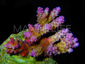 Acropora secale L Purple