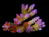 Acropora secale S Purple