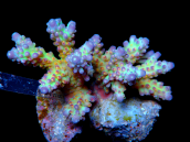 Acropora secale S Rainbow
