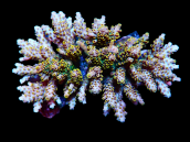 Acropora selago M Yellow