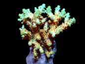 Acropora selago M Rainbow