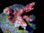 Acropora selago M red