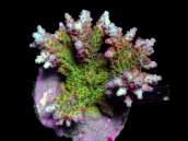 Acropora solitaryensis M Red with Green Tencles