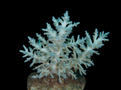 Acropora speciosa M Blue Pastel