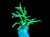 Acropora suharsonoi M Green Lime