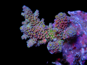 Acropora tenuis M Rainbow Variety 2