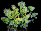 Acropora tenuis S Bicolor