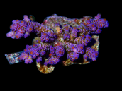 Acropora tenuis S Blue