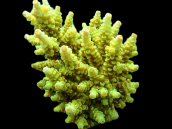 Acropora tenuis S Green Yellow