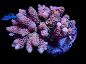 Acropora tenuis S Rainbow