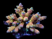 Acropora tenuis S Rainbow Variety 3