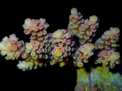 Acropora tenuis S red