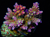 Acropora valida S Tricolor, Purple Tip Green