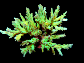 Acropora vermiculata S Bicolor