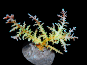 Acropora walindii S Deep water species, light green