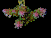 Acropora yongei M Bicolor