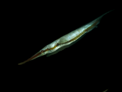 Aeoliscus strigatus 5-8 cm