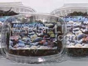 Algues Fraîches Ulva (Laitue de Mer) - 100 g