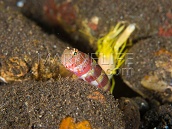 Amblyeleotris wheeleri & Alpheus spp. M