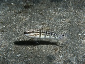 Amblygobius phalaena M