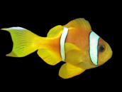 Amphiprion bicinctus Adult 6-7 cm