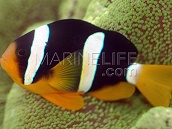 Amphiprion clarkii Male 3-4 cm Red