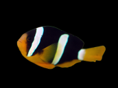 Amphiprion clarkii M