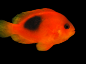 Amphiprion ephippium Adult 5-8 cm