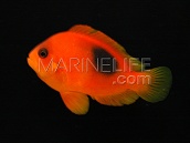 Amphiprion ephippium Adulte 5-8 cm