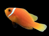 Amphiprion nigripes M