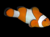 Amphiprion ocellaris 3-5 cm